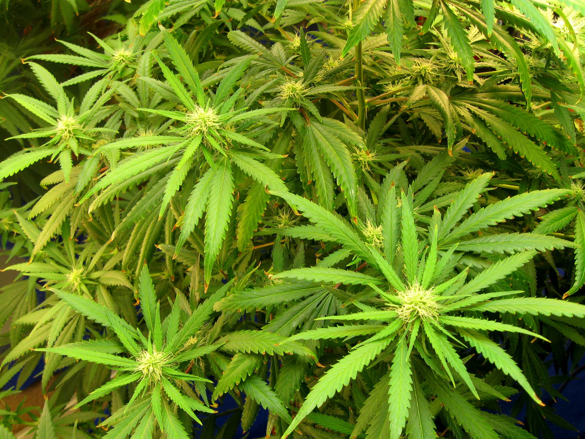 Whole canopy