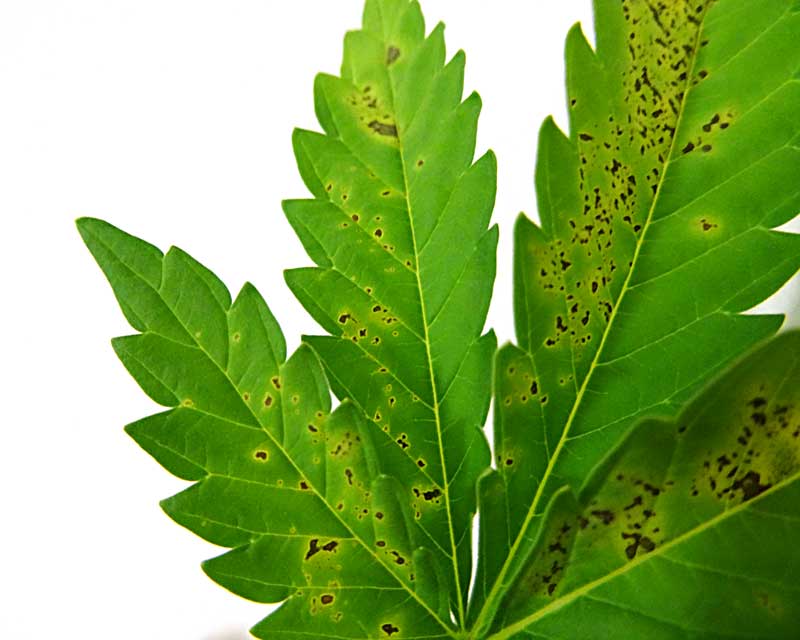 Lower fan leaf spots