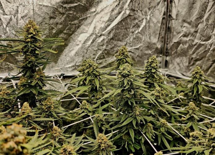 Blue Dream
