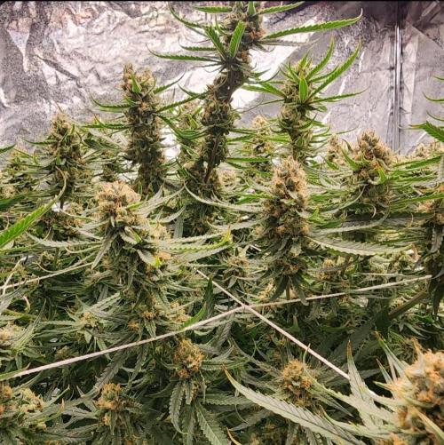 Northern Lights