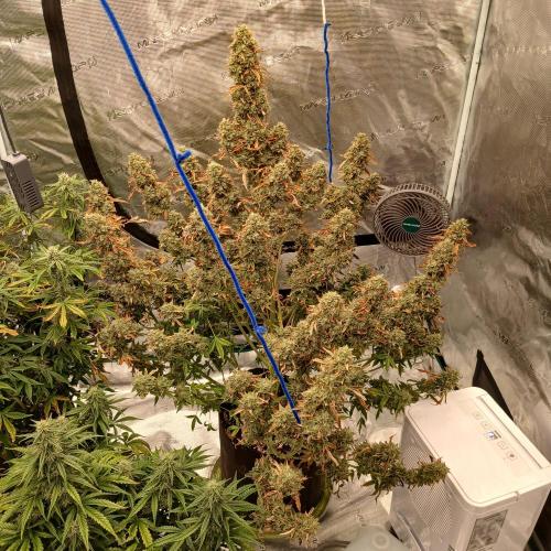 Bud set close-up